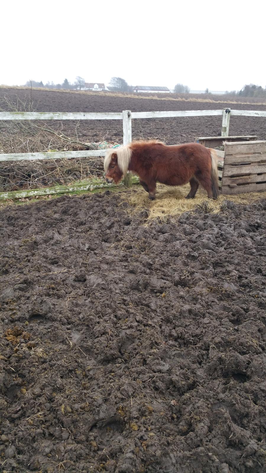 Shetlænder Wara solgt  billede 11