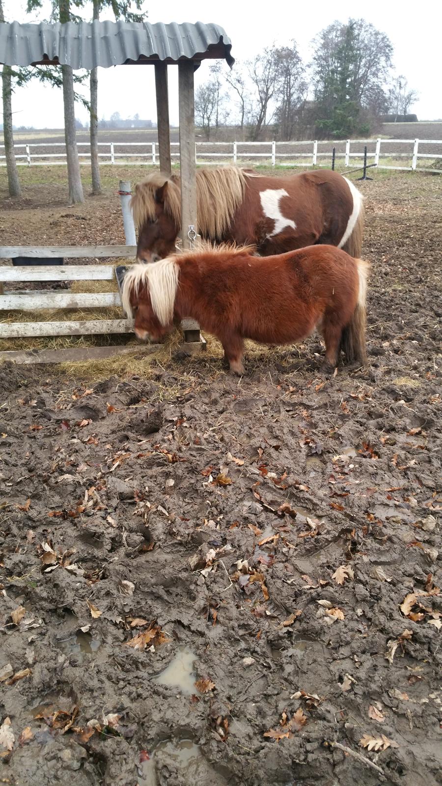 Shetlænder Wara solgt  billede 12