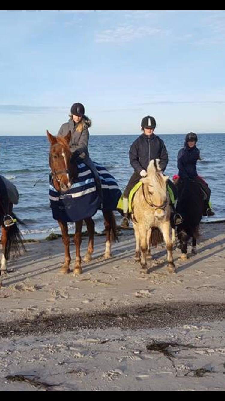 Fjordhest Fia (Lotte) billede 2