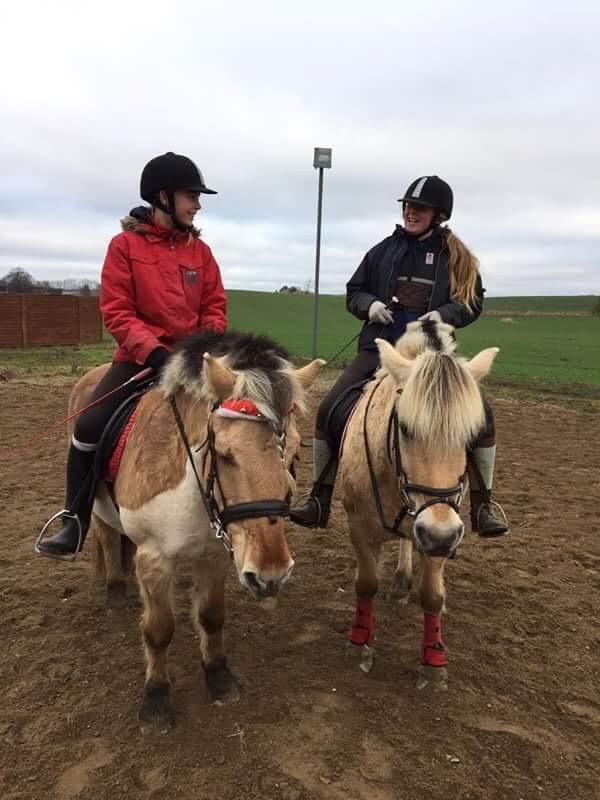 Fjordhest Fia (Lotte) billede 4