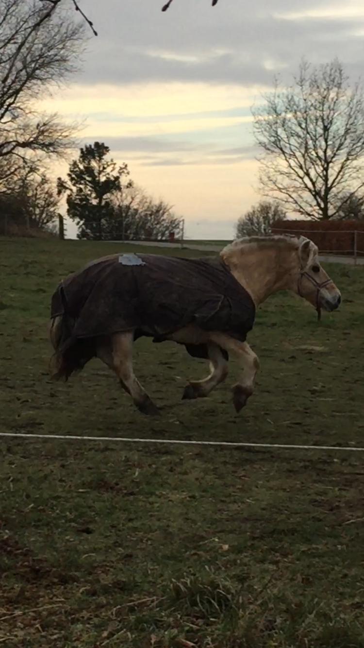 Fjordhest Fia (Lotte) billede 5