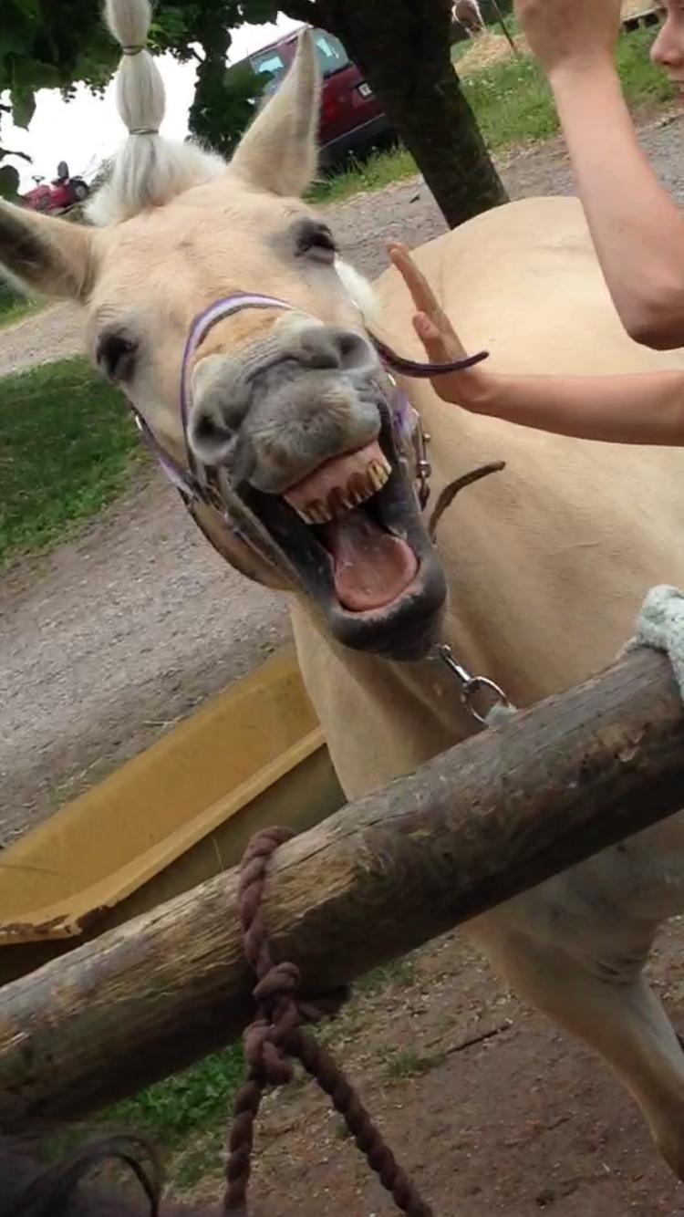 Fjordhest Fia (Lotte) billede 1