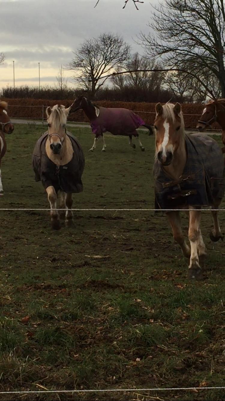 Fjordhest Fia (Lotte) billede 6