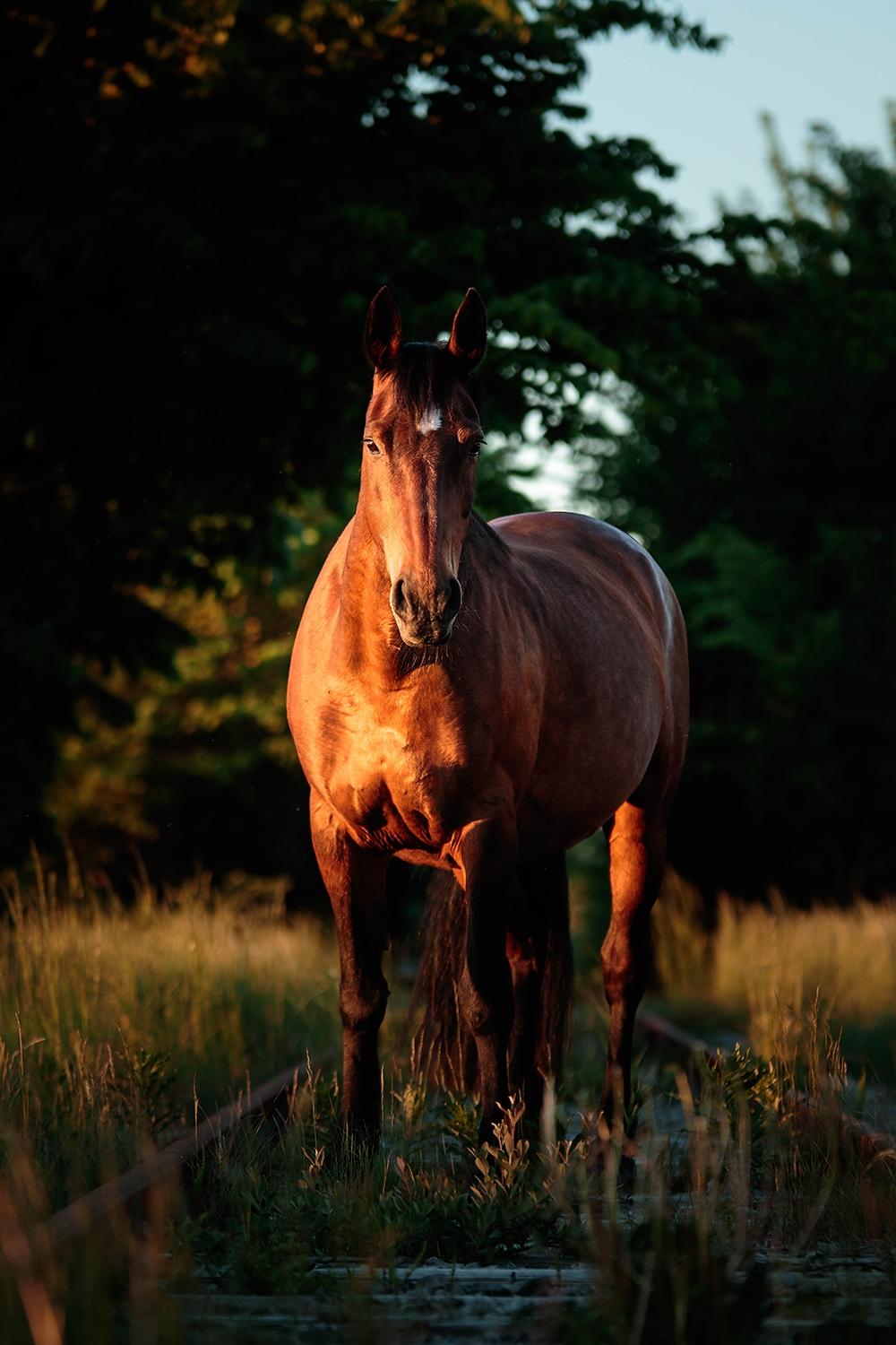 Anden særlig race Flicka <3 | Himmelhest  billede 17