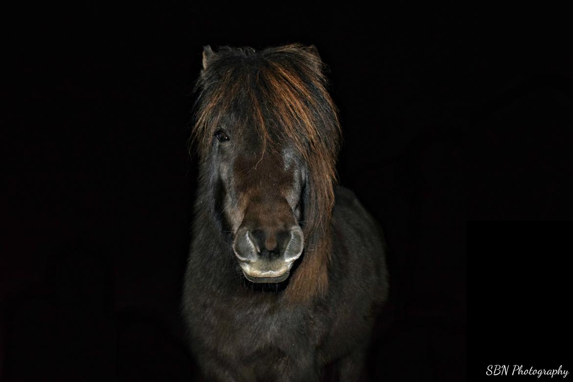 Shetlænder Kærsgårds emma billede 4