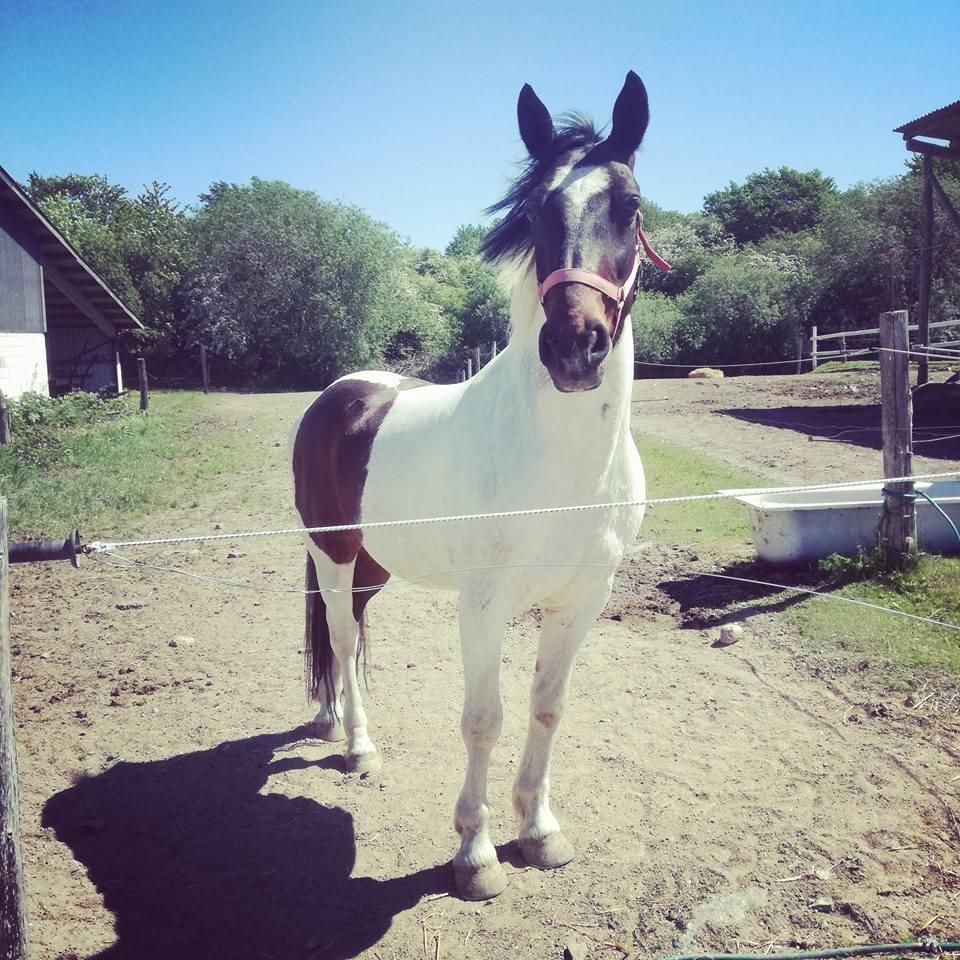 Anden særlig race Sofus  billede 12