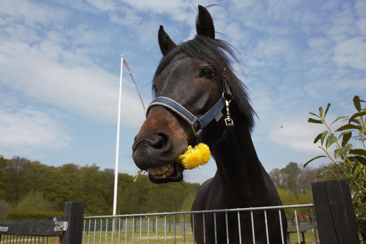 DSP Festina's Chevi *bestie* - MIT ET OG ALT! billede 5