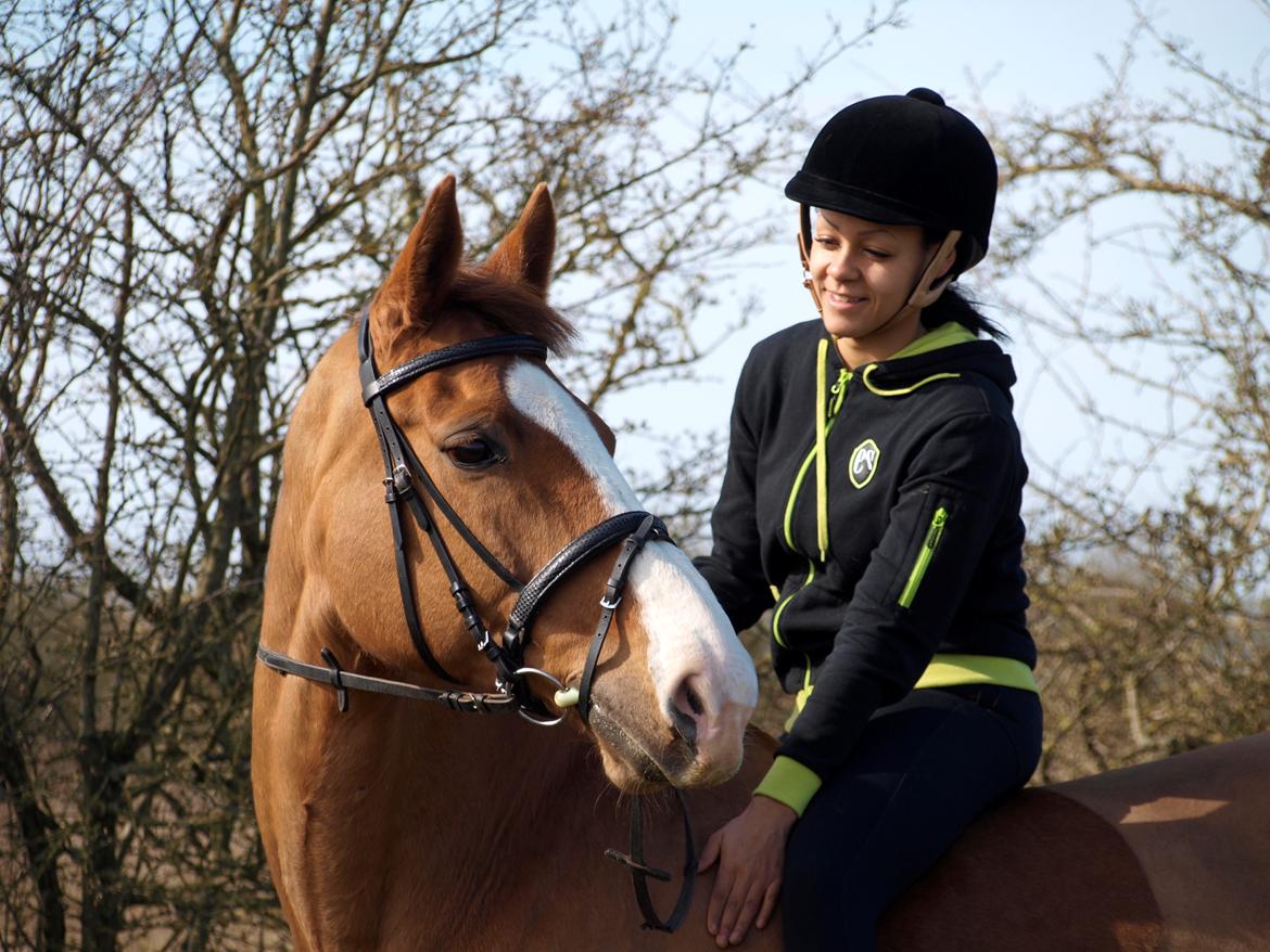 Dansk Varmblod Come cute princess billede 10