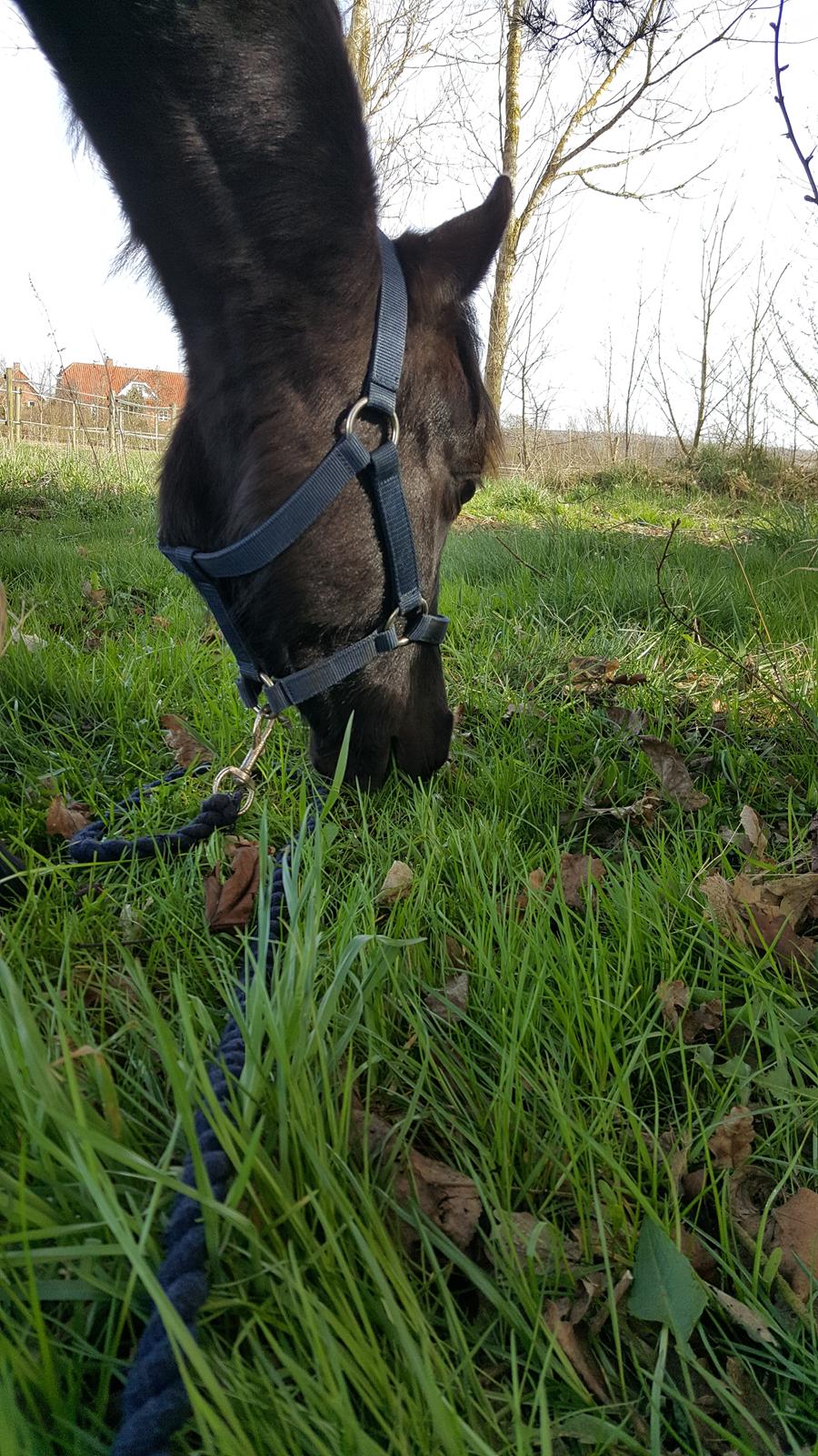 Welsh Partbred (Sec F) Struntze's Great Pleasure RSDH 784 - April 2017 - Pølse forkæles med lidt græs billede 43