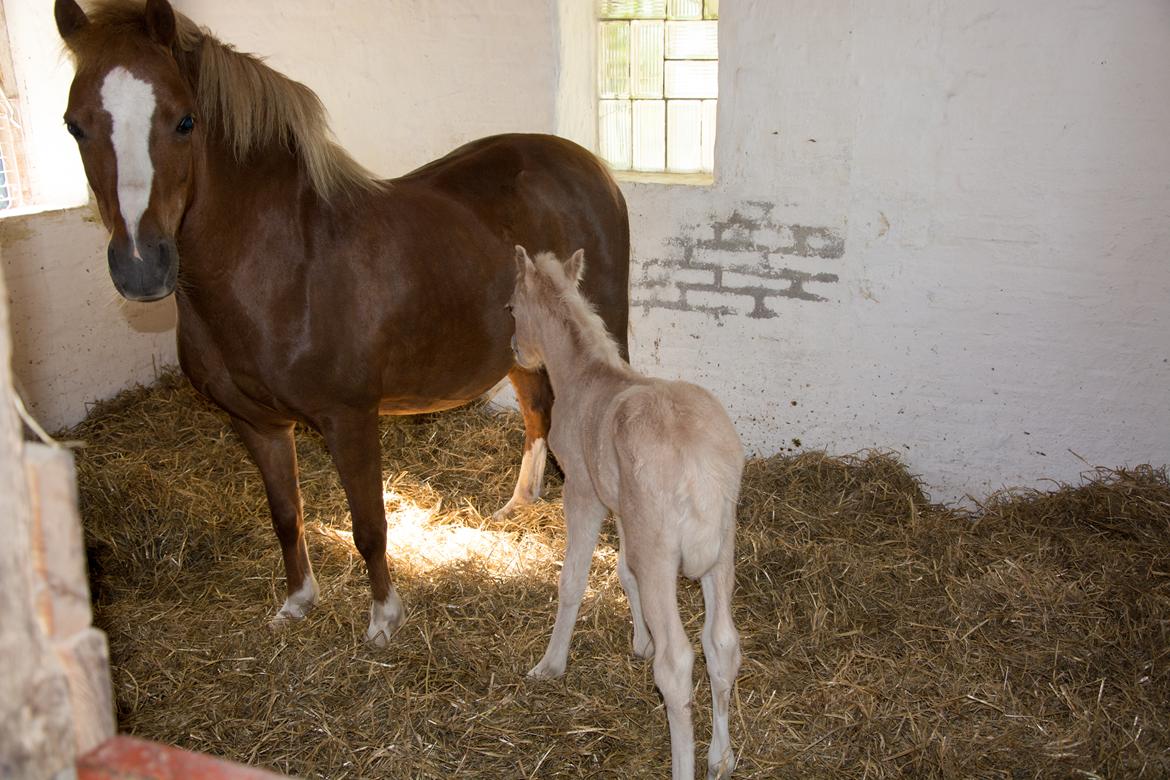 Welsh Pony (sec B) Sunny Hill Bell-Bell Sunlight / Bella - Få timer gammel billede 32