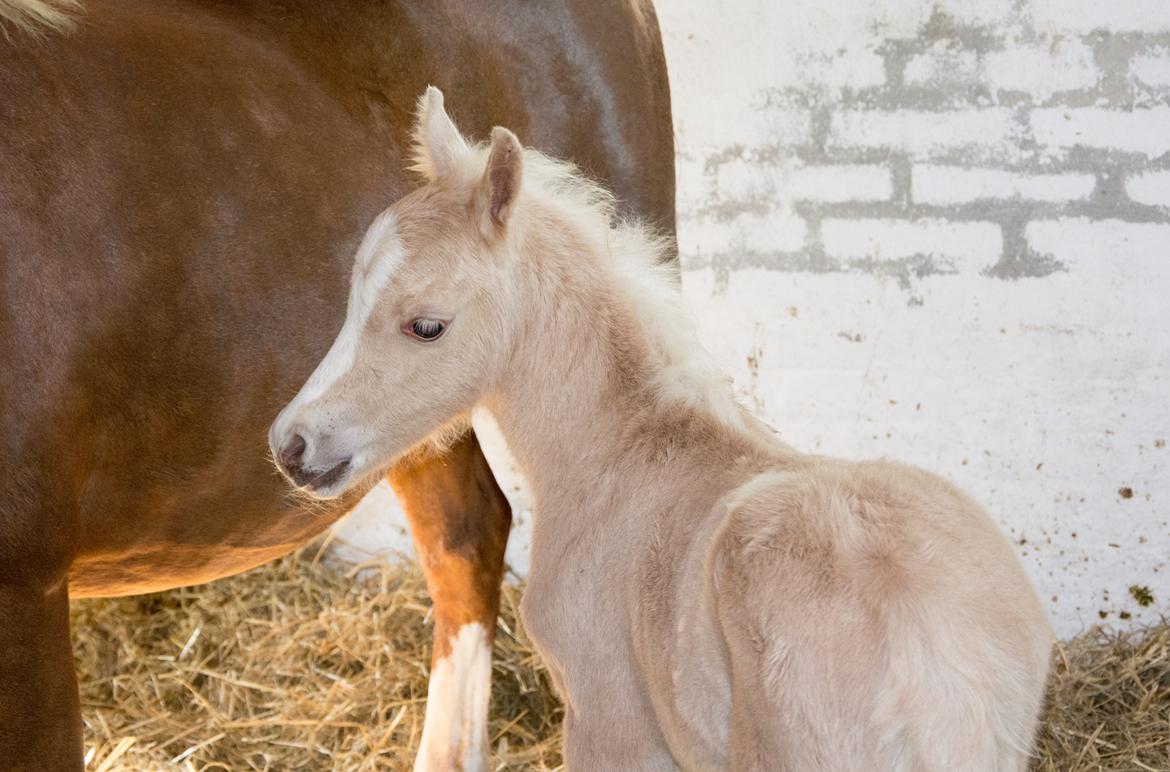 Welsh Pony (sec B) Sunny Hill Bell-Bell Sunlight / Bella - få timer gammel billede 31