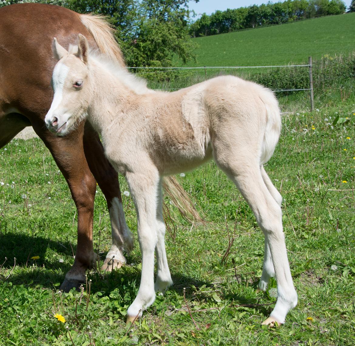 Welsh Pony (sec B) Sunny Hill Bell-Bell Sunlight / Bella - Ude første gang, 8 timer gammel billede 30