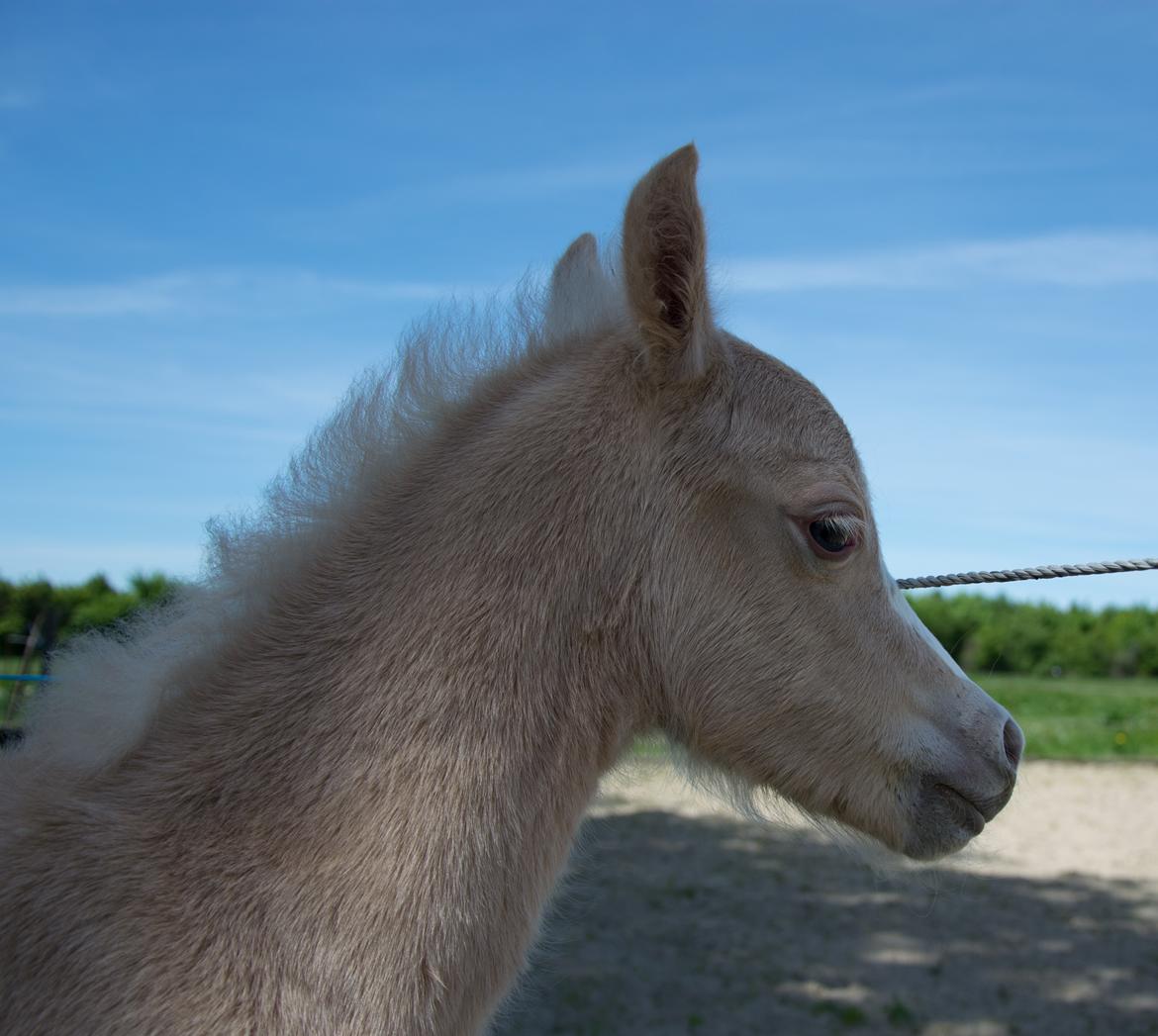 Welsh Pony (sec B) Sunny Hill Bell-Bell Sunlight / Bella - 1 døgn  billede 29