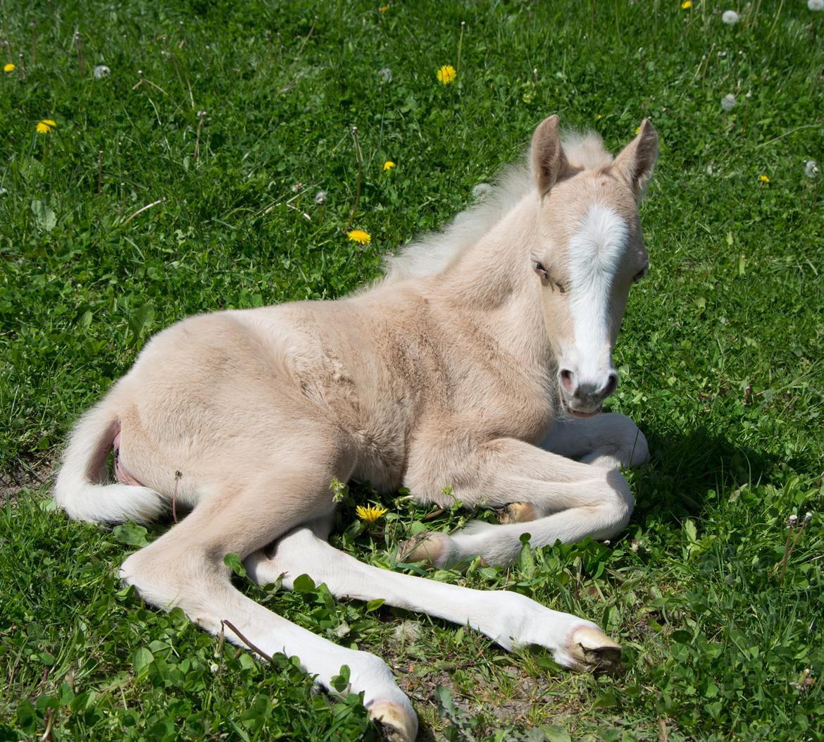 Welsh Pony (sec B) Sunny Hill Bell-Bell Sunlight / Bella - 1 døgn billede 26