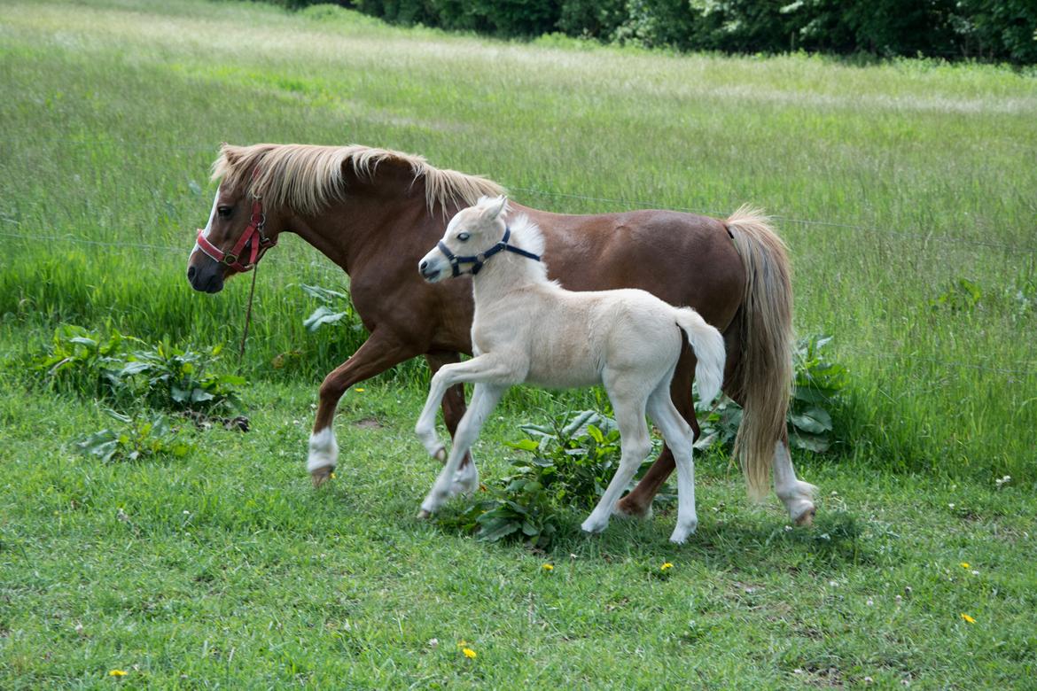 Welsh Pony (sec B) Sunny Hill Bell-Bell Sunlight / Bella - 14 dage billede 23