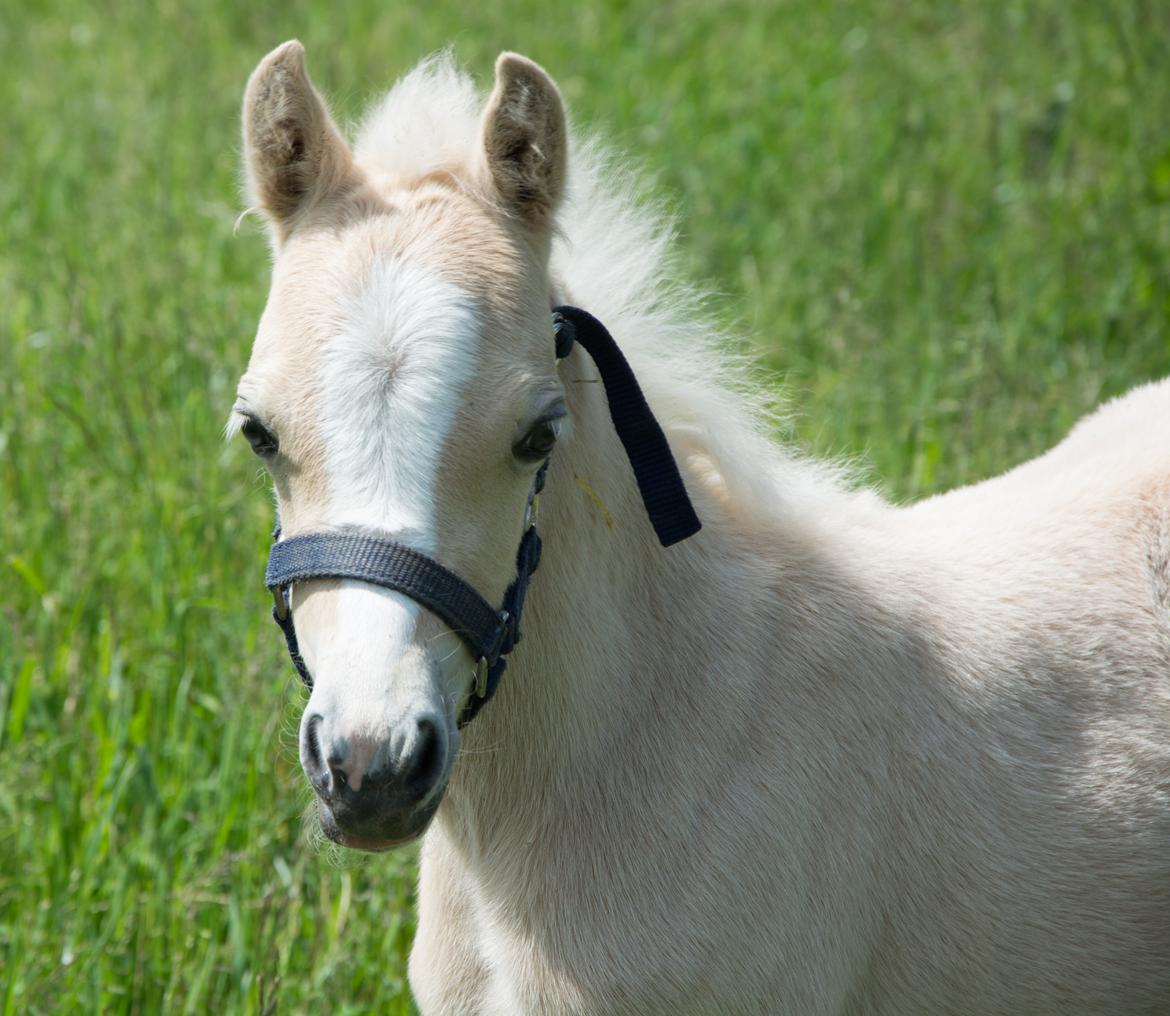 Welsh Pony (sec B) Sunny Hill Bell-Bell Sunlight / Bella - 14 dage billede 20