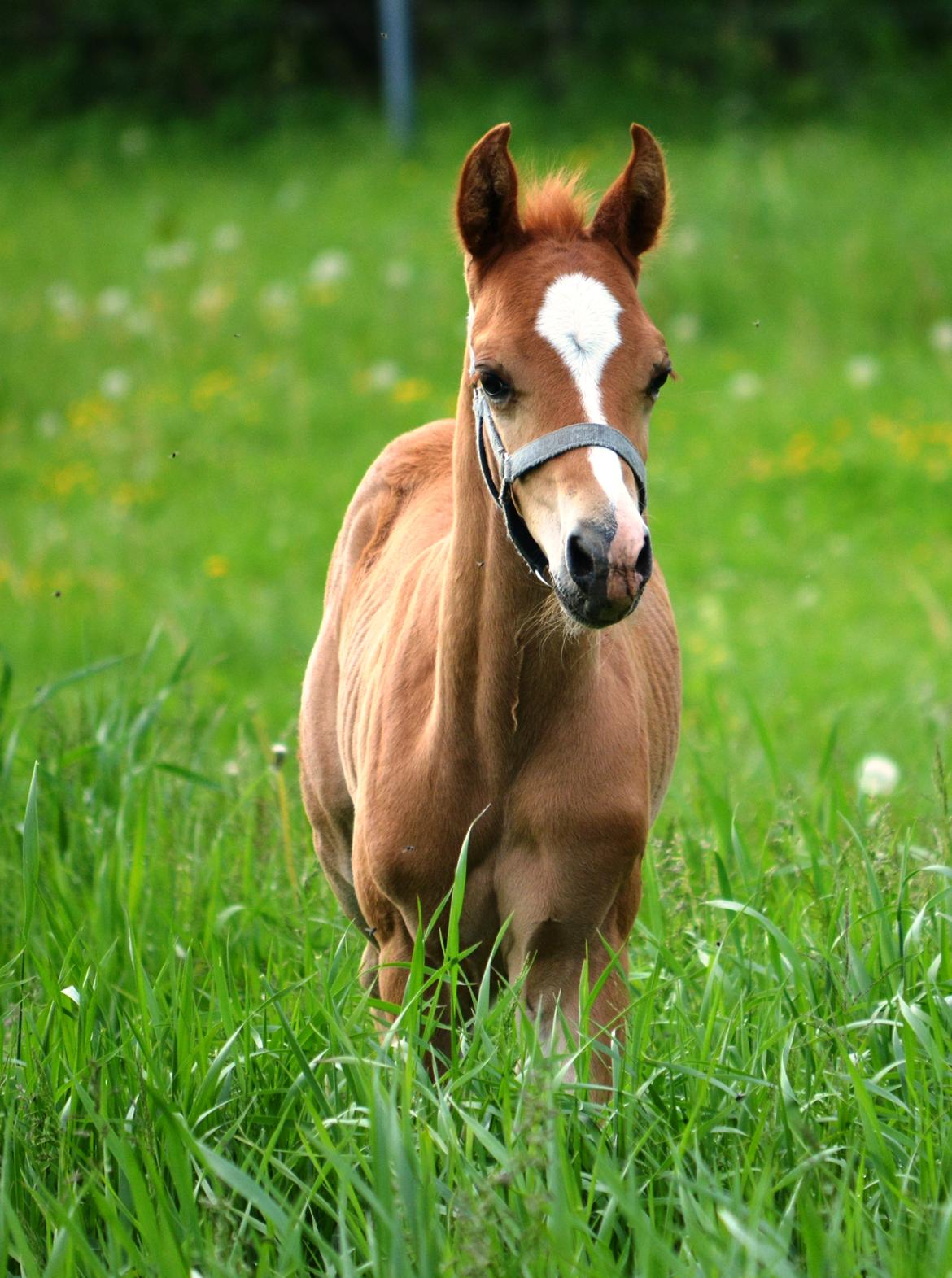 DSP Lykkebo Charmonix billede 3