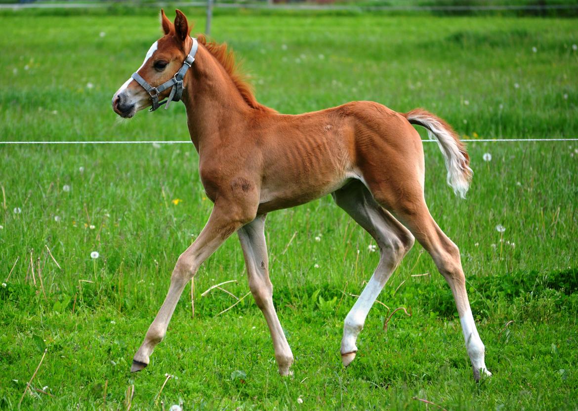 DSP Lykkebo Charmonix billede 4