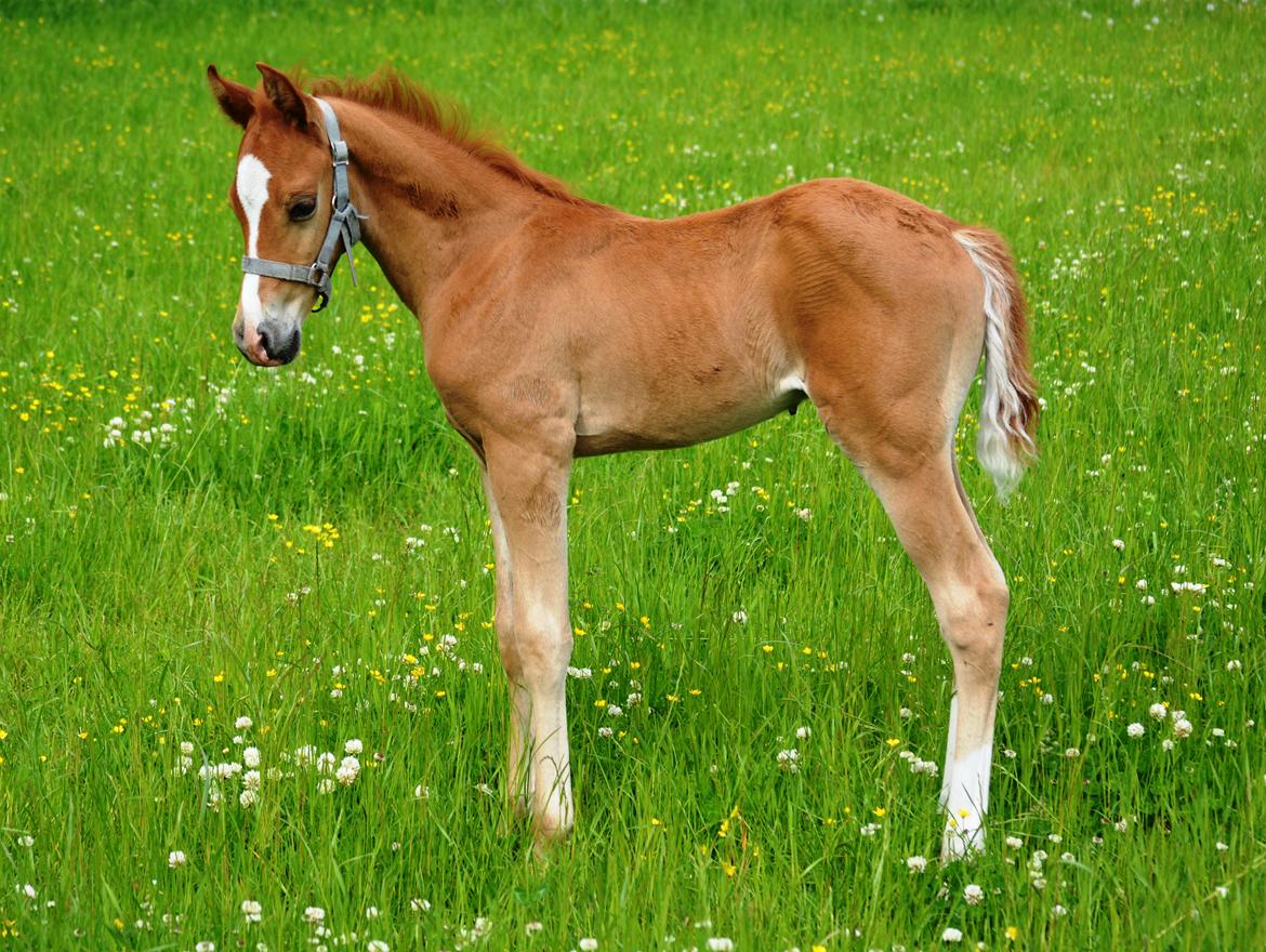 DSP Lykkebo Charmonix billede 8