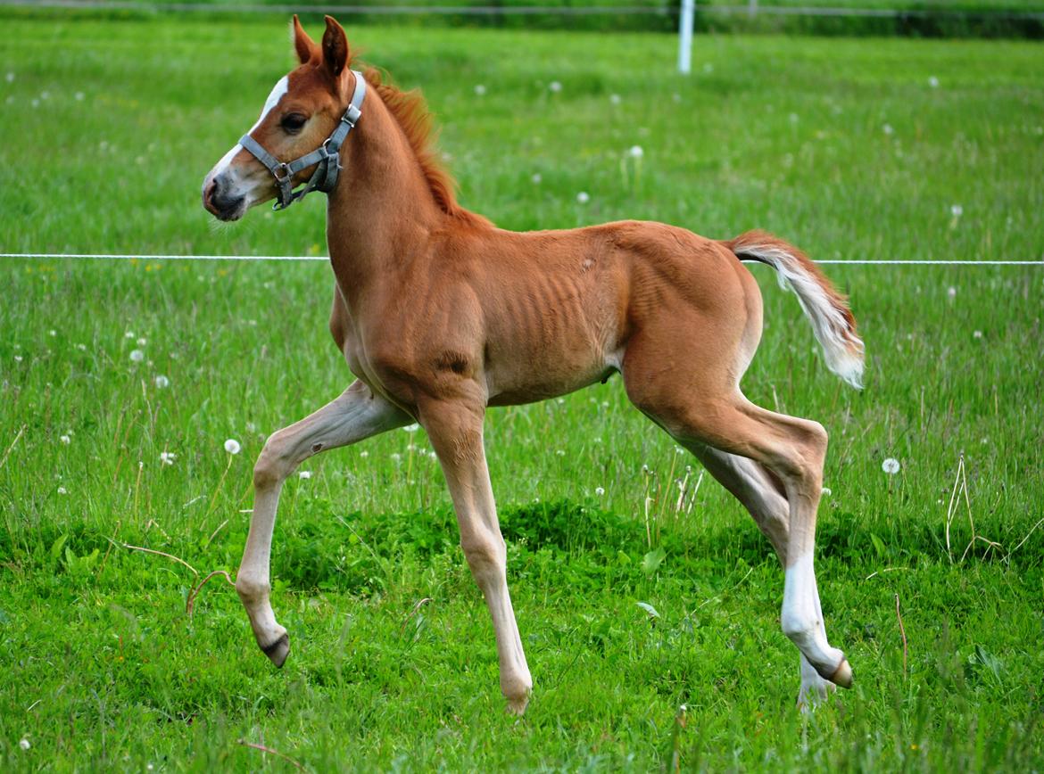 DSP Lykkebo Charmonix billede 5