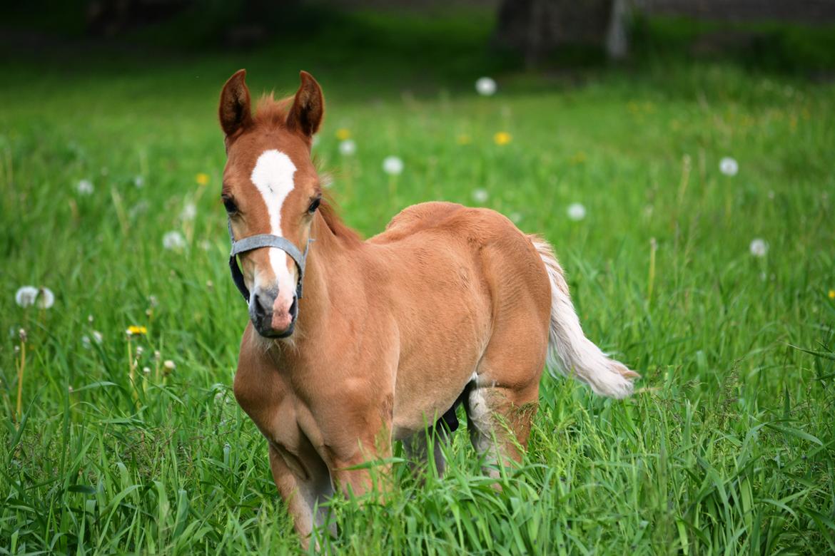 DSP Lykkebo Charmonix billede 6