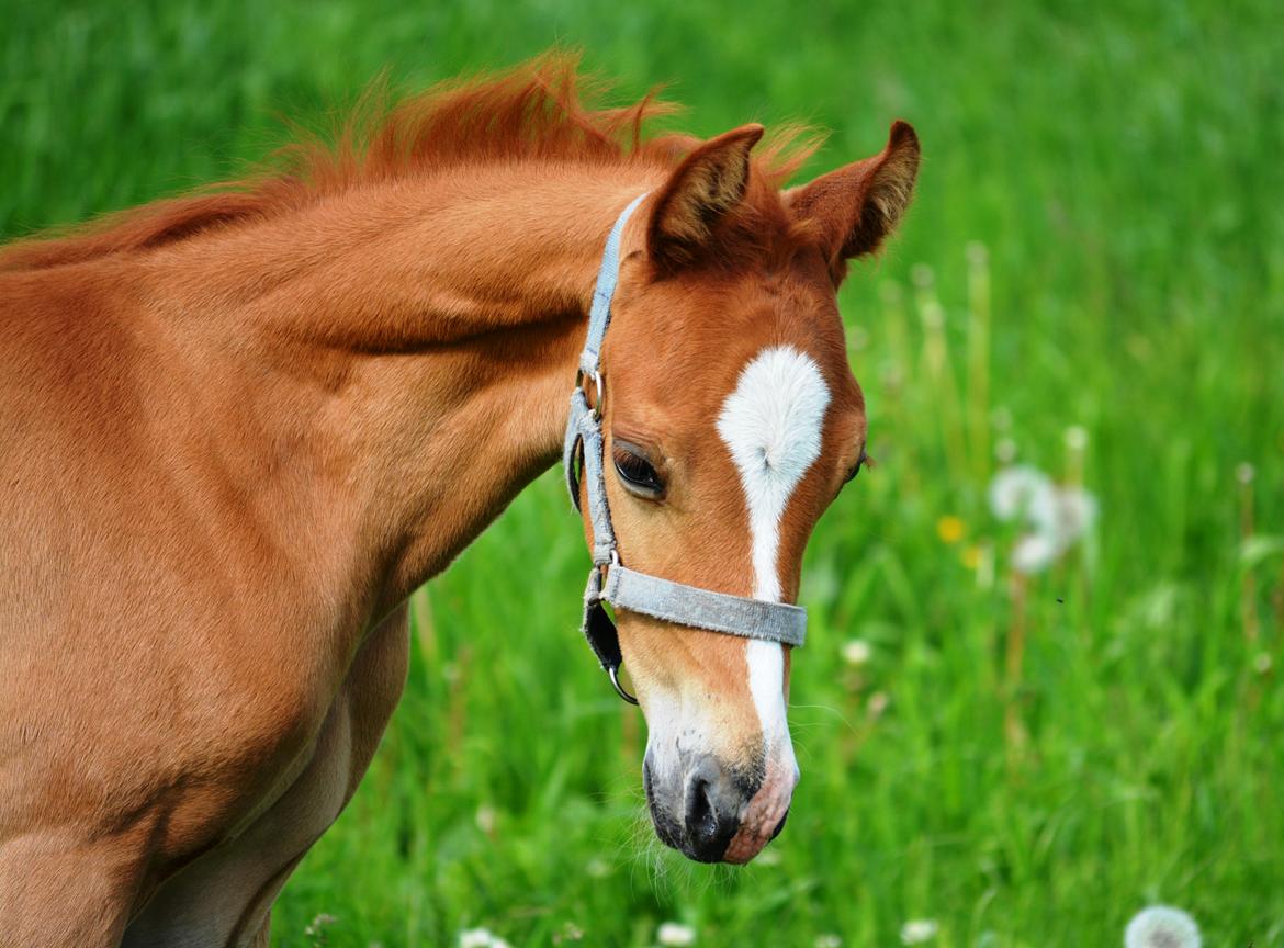 DSP Lykkebo Charmonix billede 7