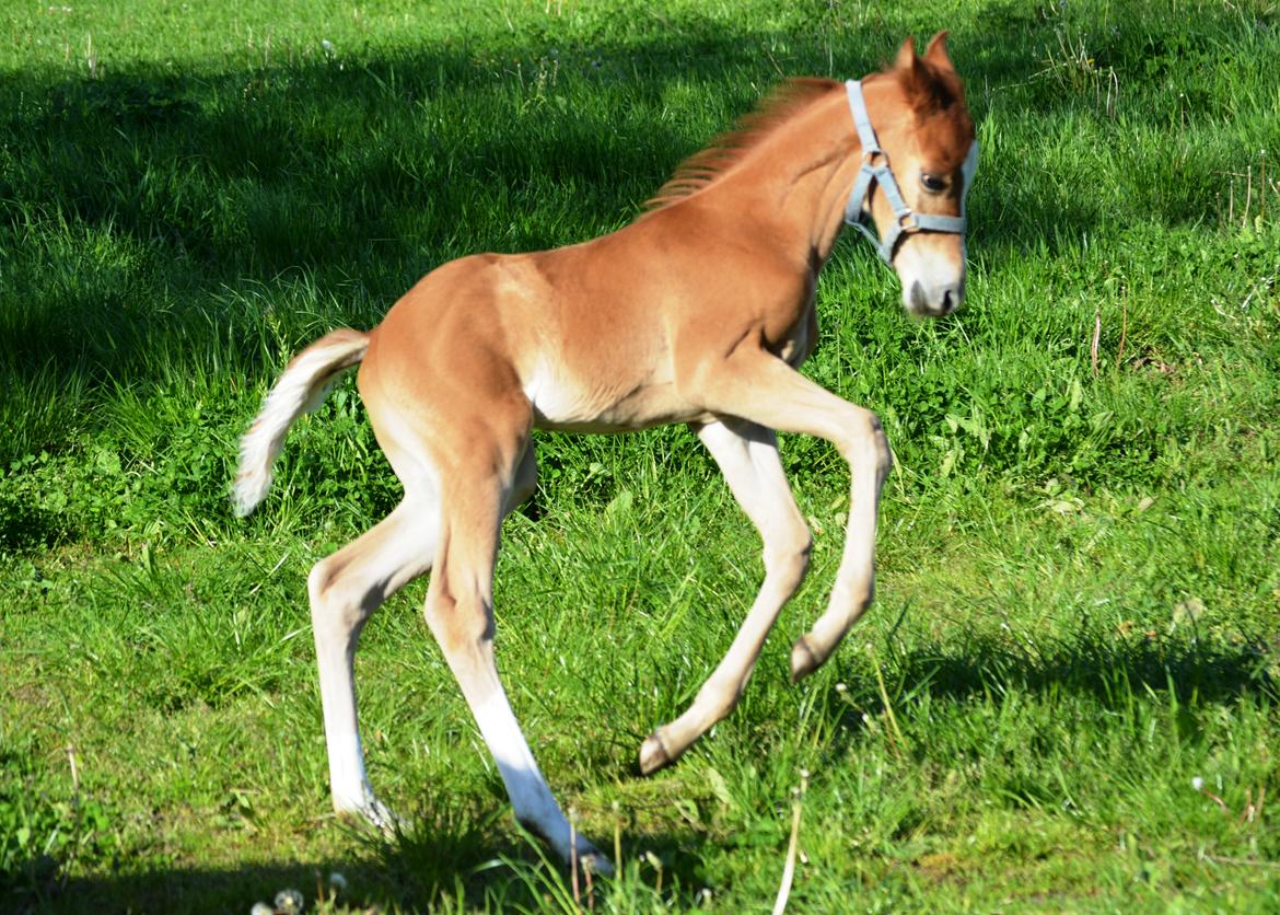 DSP Lykkebo Charmonix billede 9