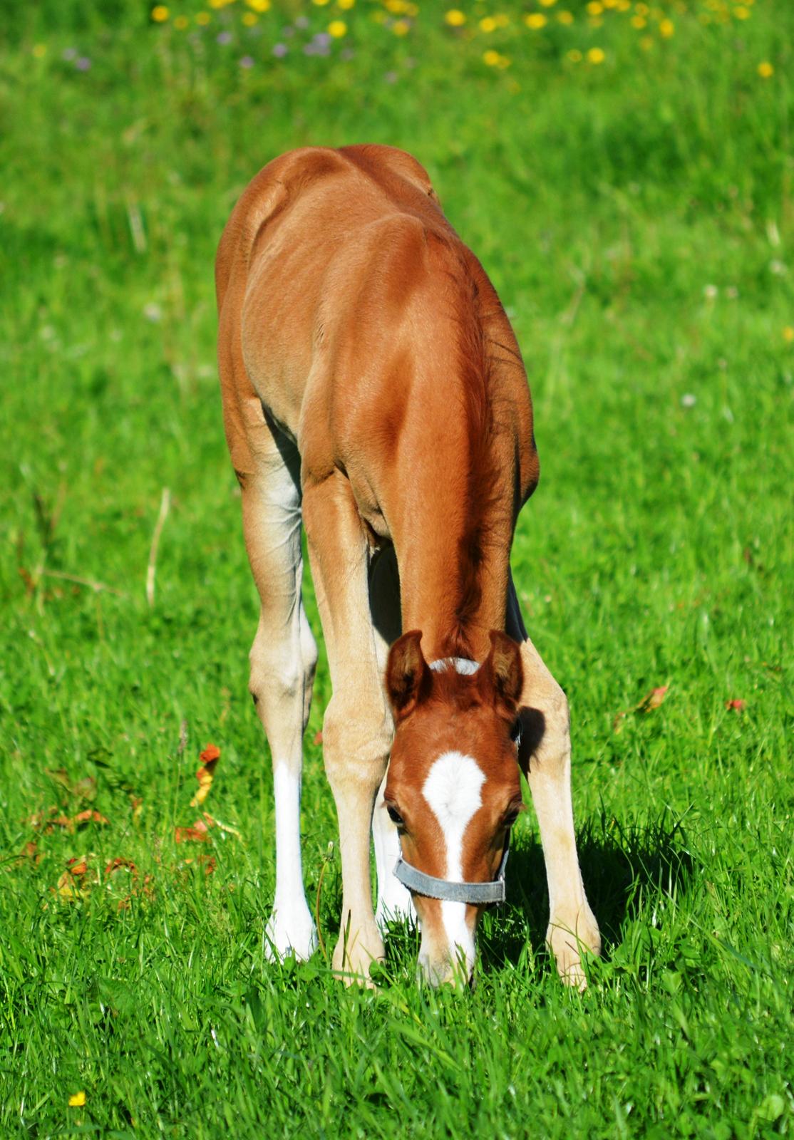 DSP Lykkebo Charmonix billede 10