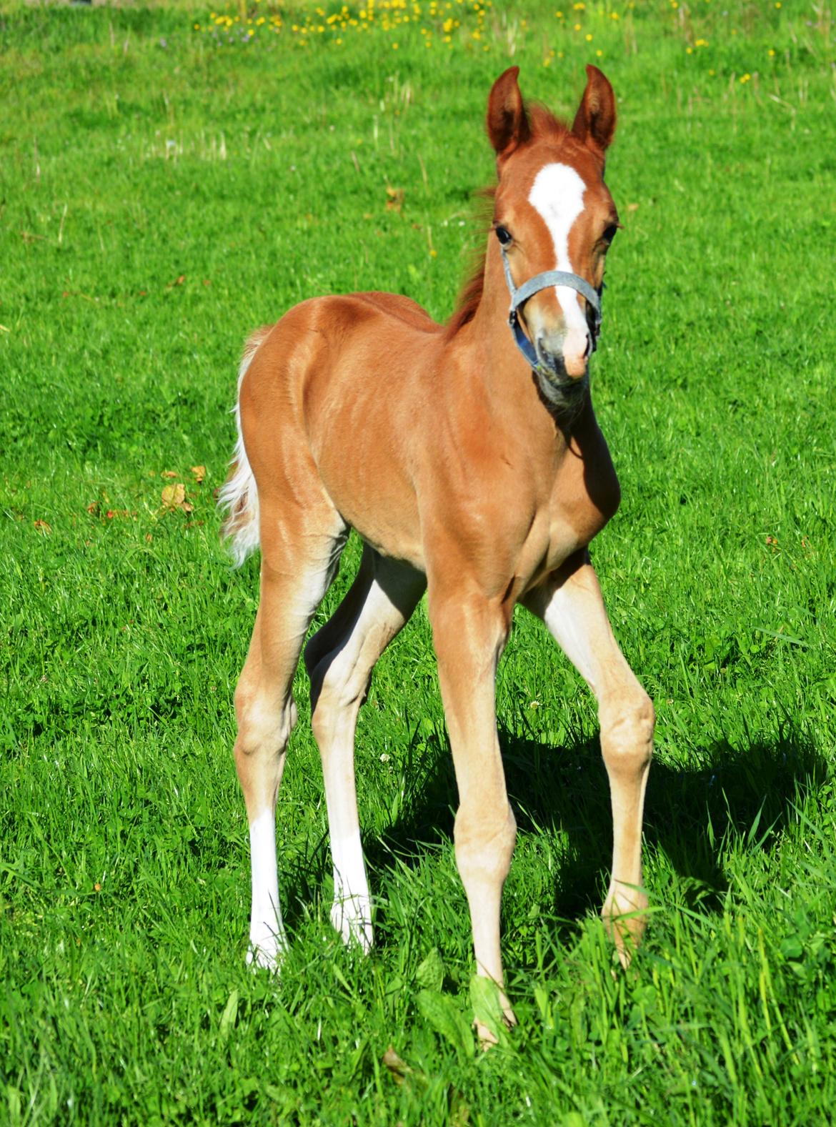 DSP Lykkebo Charmonix billede 11