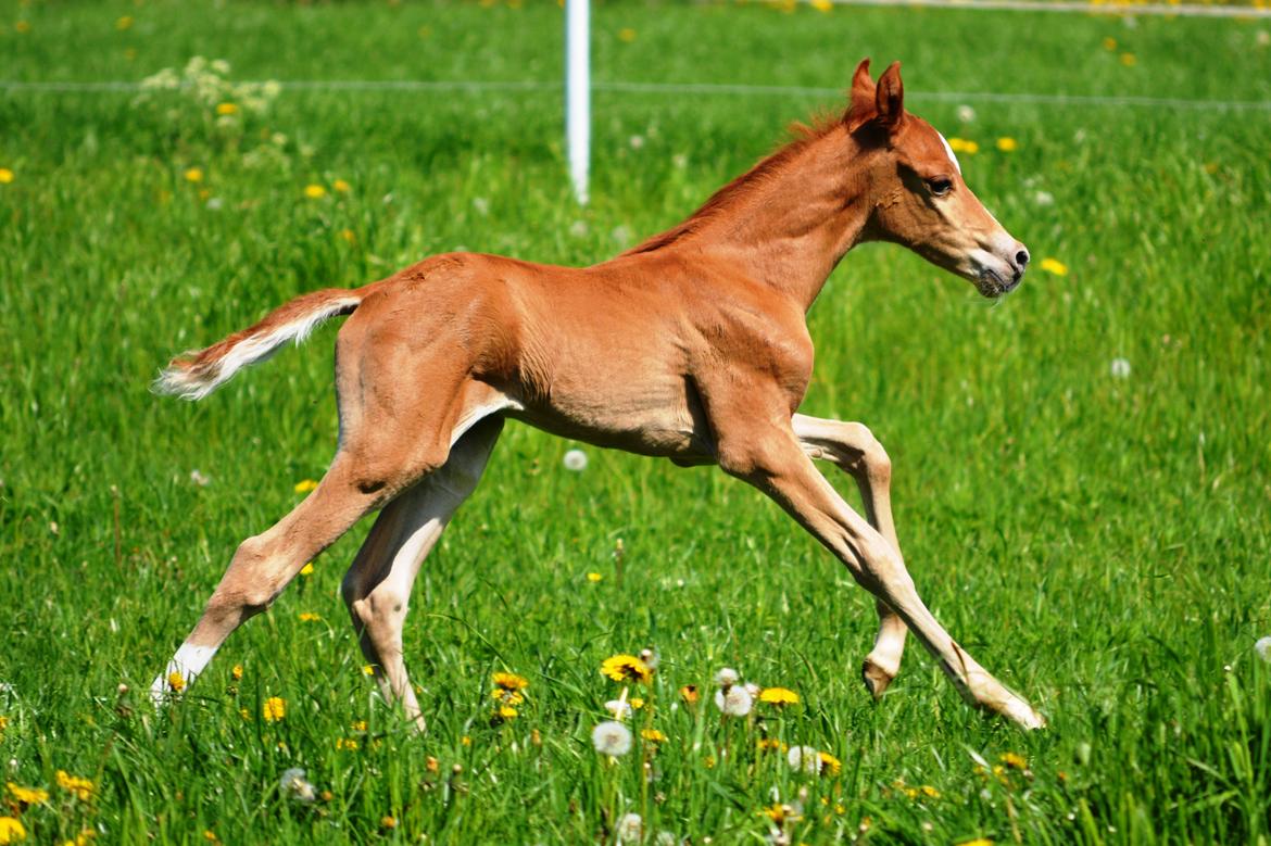 DSP Lykkebo Charmonix billede 12