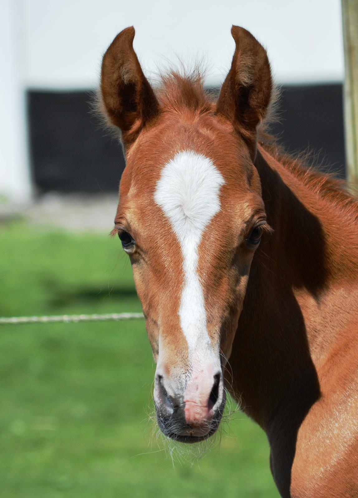 DSP Lykkebo Charmonix billede 13