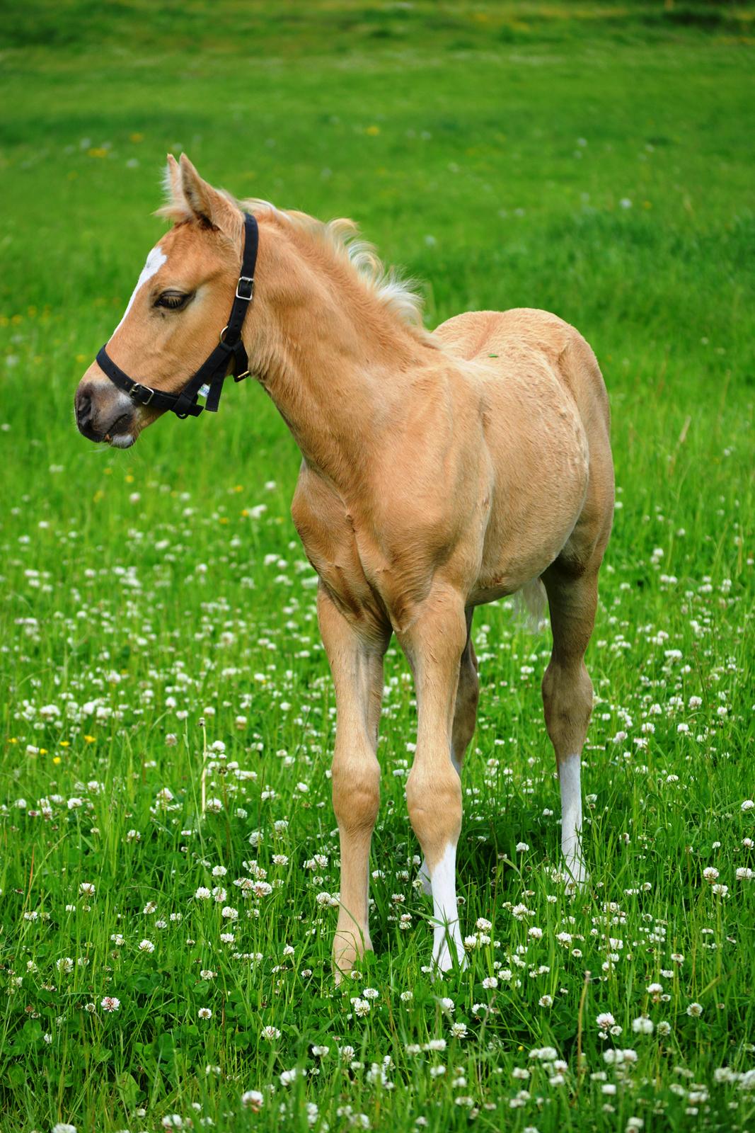 DSP Lykkebo Dirty Dancing billede 12