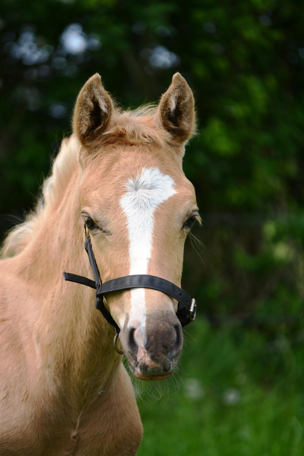 DSP Lykkebo Dirty Dancing billede 13