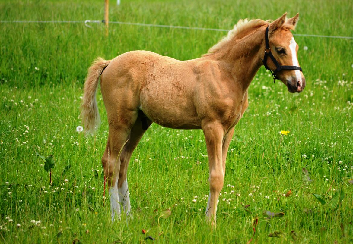 DSP Lykkebo Dirty Dancing billede 14