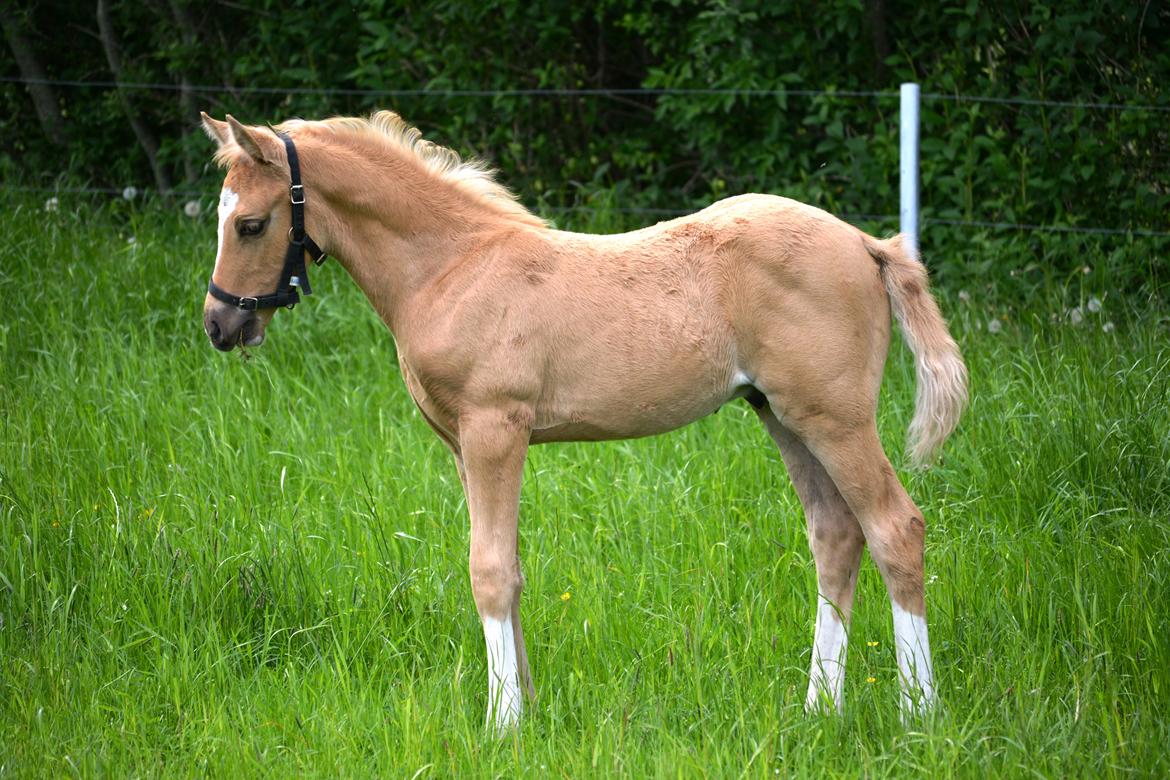 DSP Lykkebo Dirty Dancing billede 15