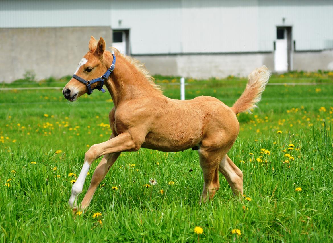 DSP Lykkebo Dirty Dancing billede 1