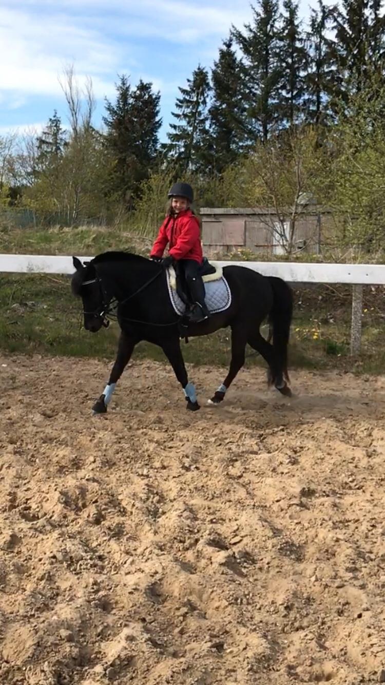 Anden særlig race Felix billede 5