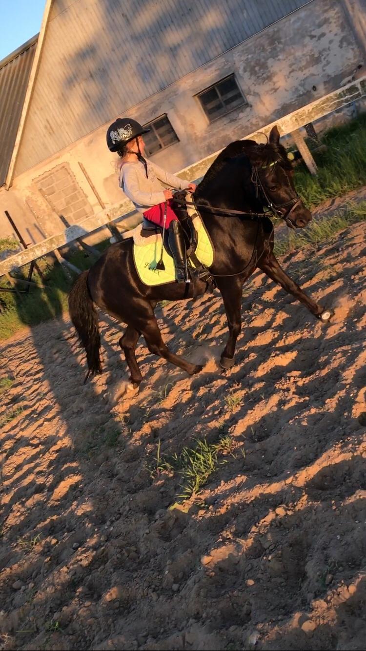 Anden særlig race Felix billede 6