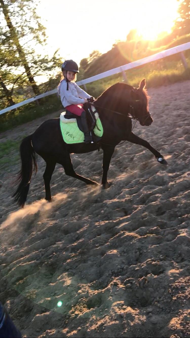 Anden særlig race Felix billede 7