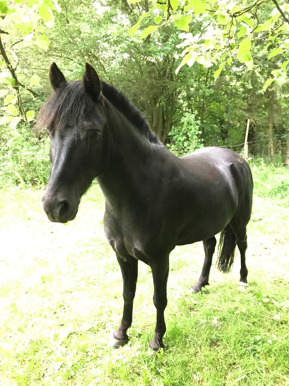 Anden særlig race Felix billede 10