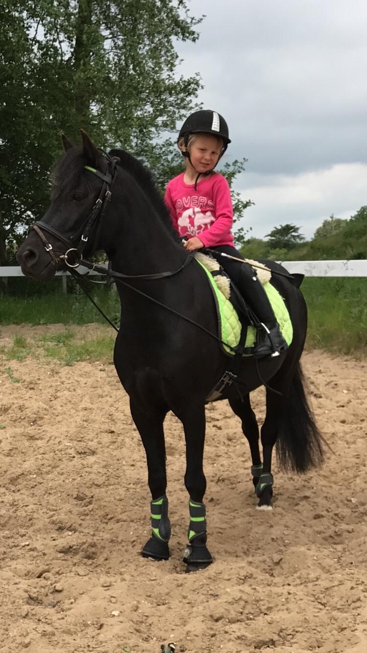 Anden særlig race Felix billede 11