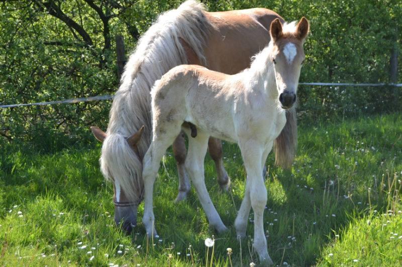Haflinger Alonzo af åtte bjerge billede 17