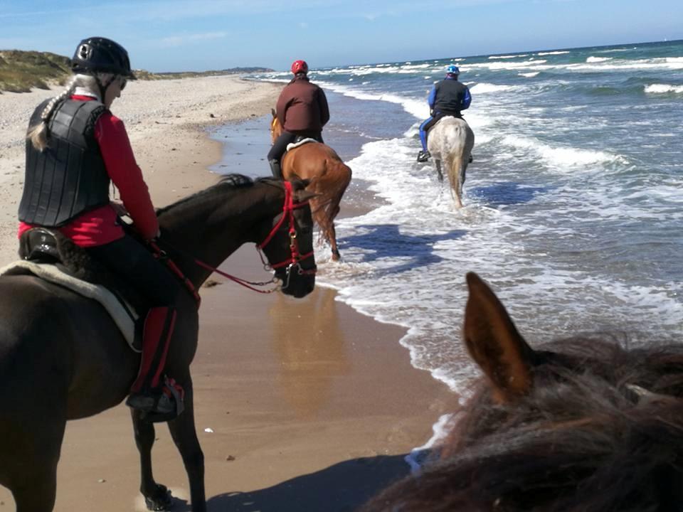 Akhal-Tekiner Meshhur - Første gang på standet, og i blæsvejr med bølger billede 16