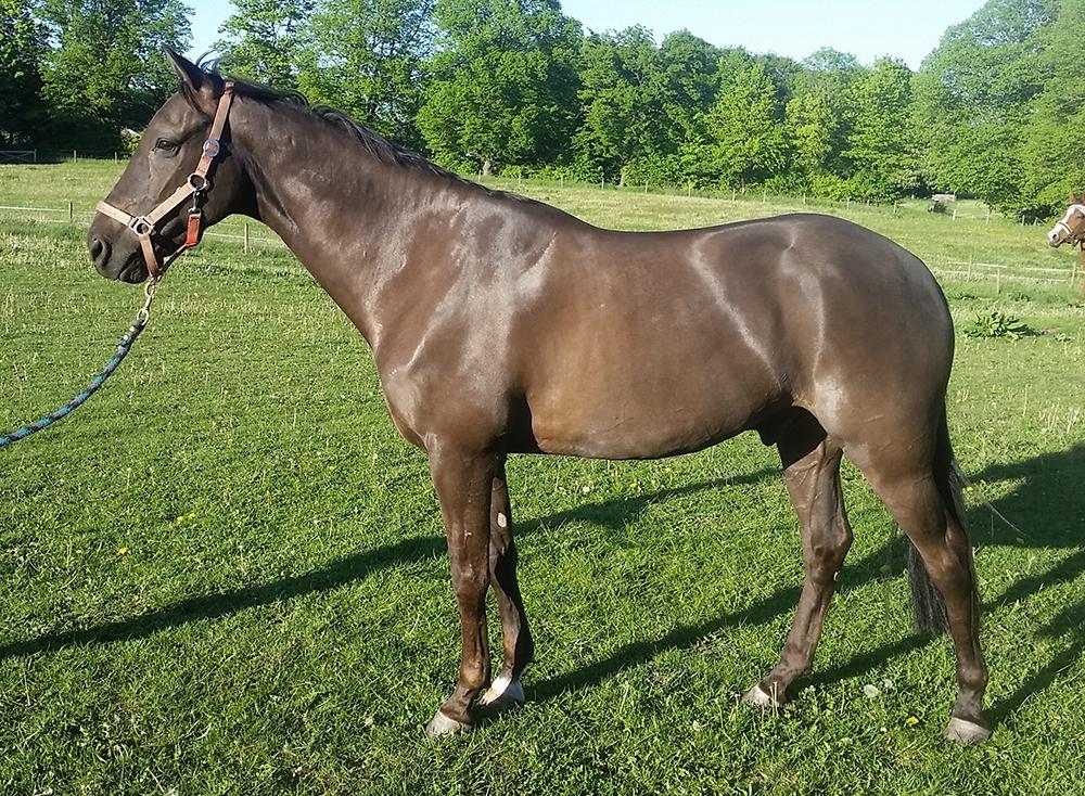 Akhal-Tekiner Meshhur - Maj 2017: Stadig ligner en flødeboller, men er ved at tabe sig og få muskler billede 3