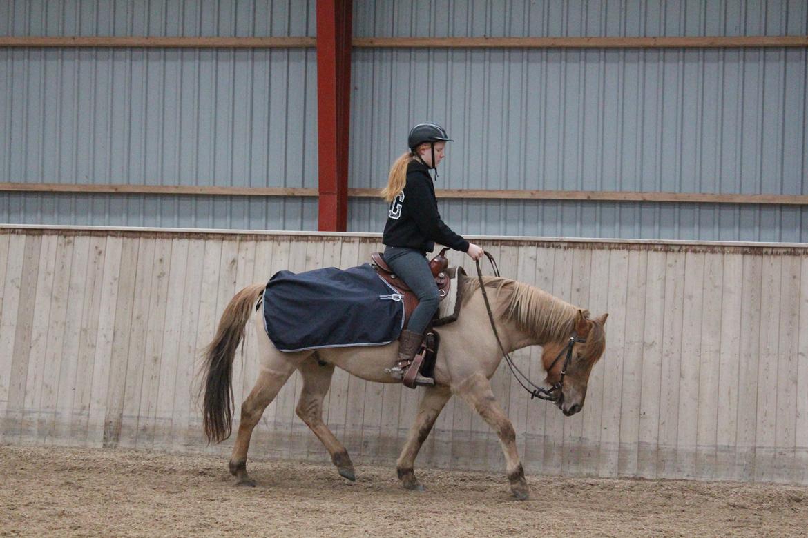 Anden særlig race Stald ax golden extreem billede 9