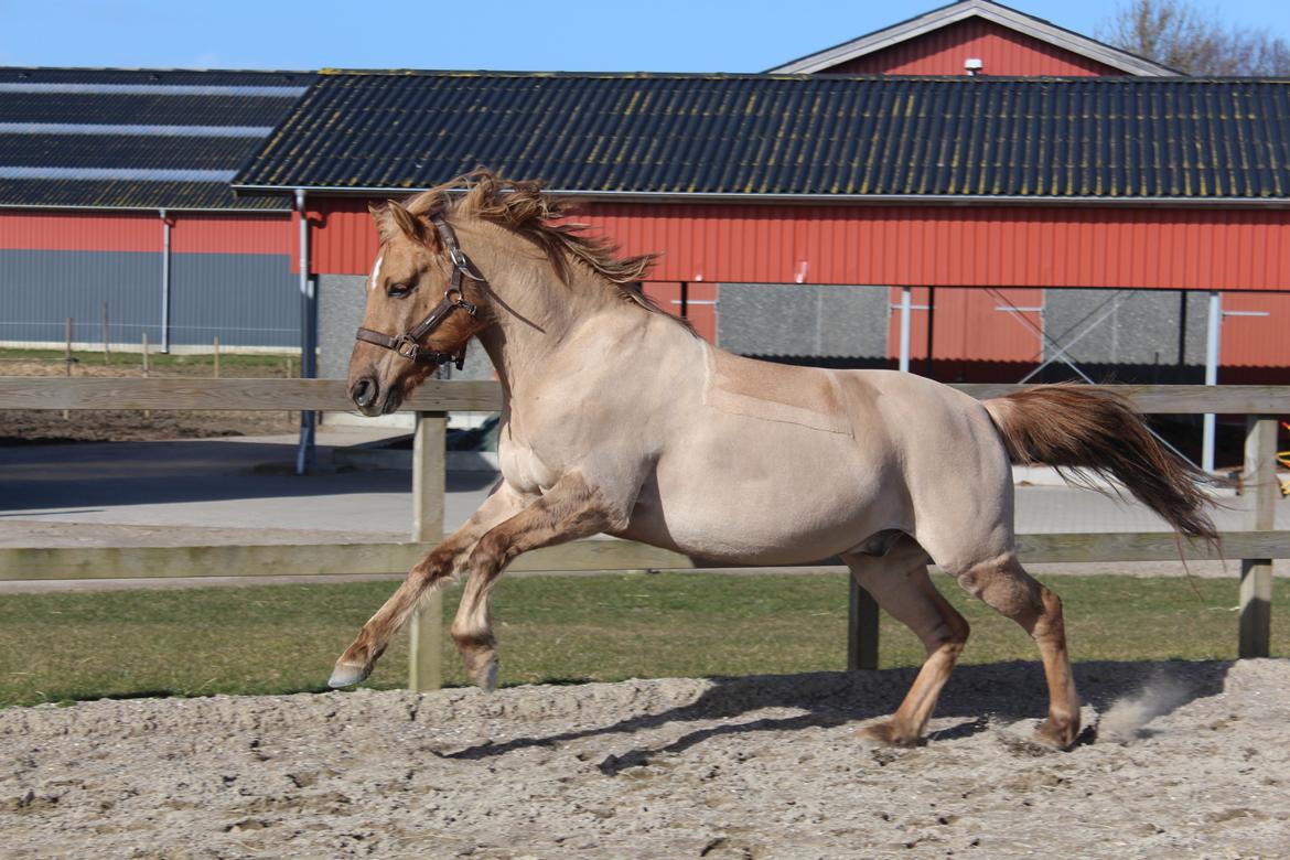 Anden særlig race Stald ax golden extreem billede 11