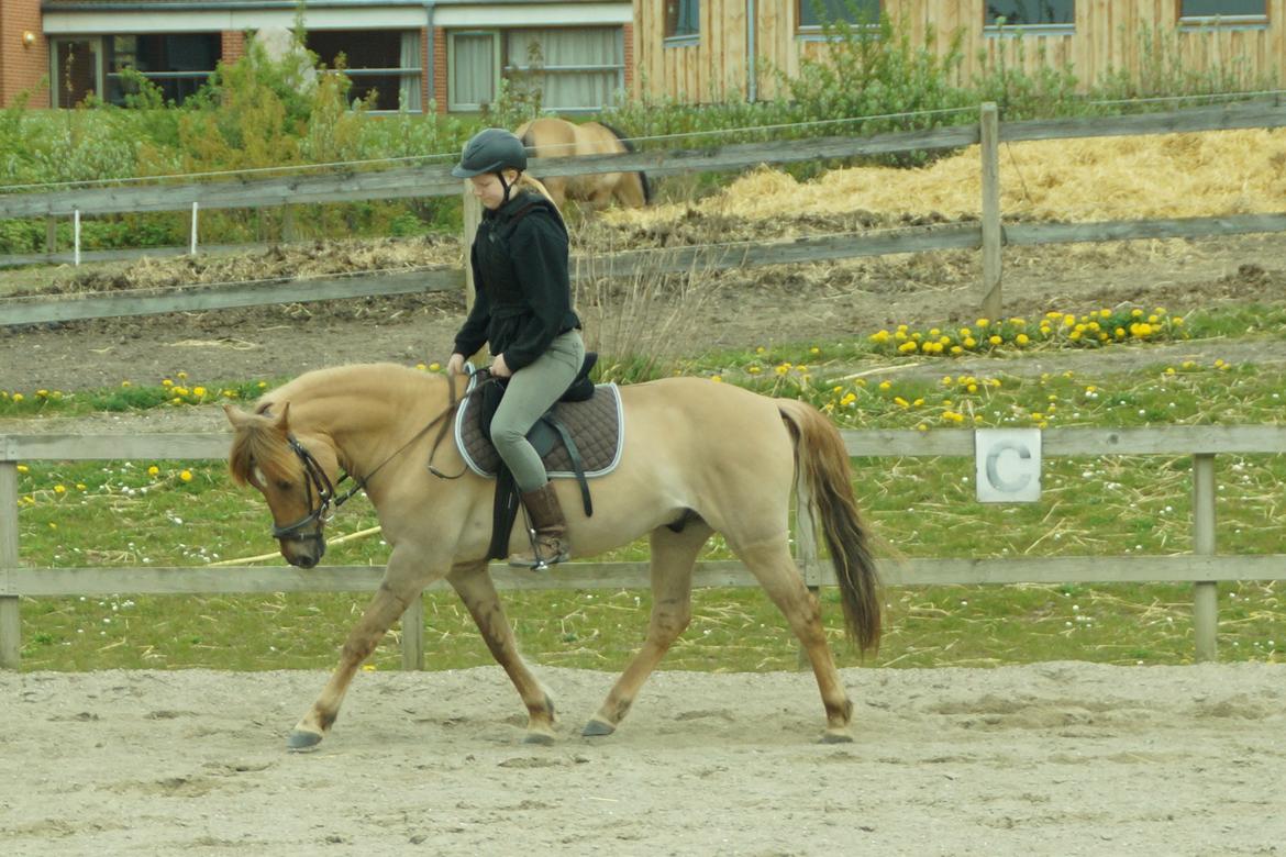 Anden særlig race Stald ax golden extreem billede 14