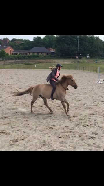 Anden særlig race Stald ax golden extreem billede 15