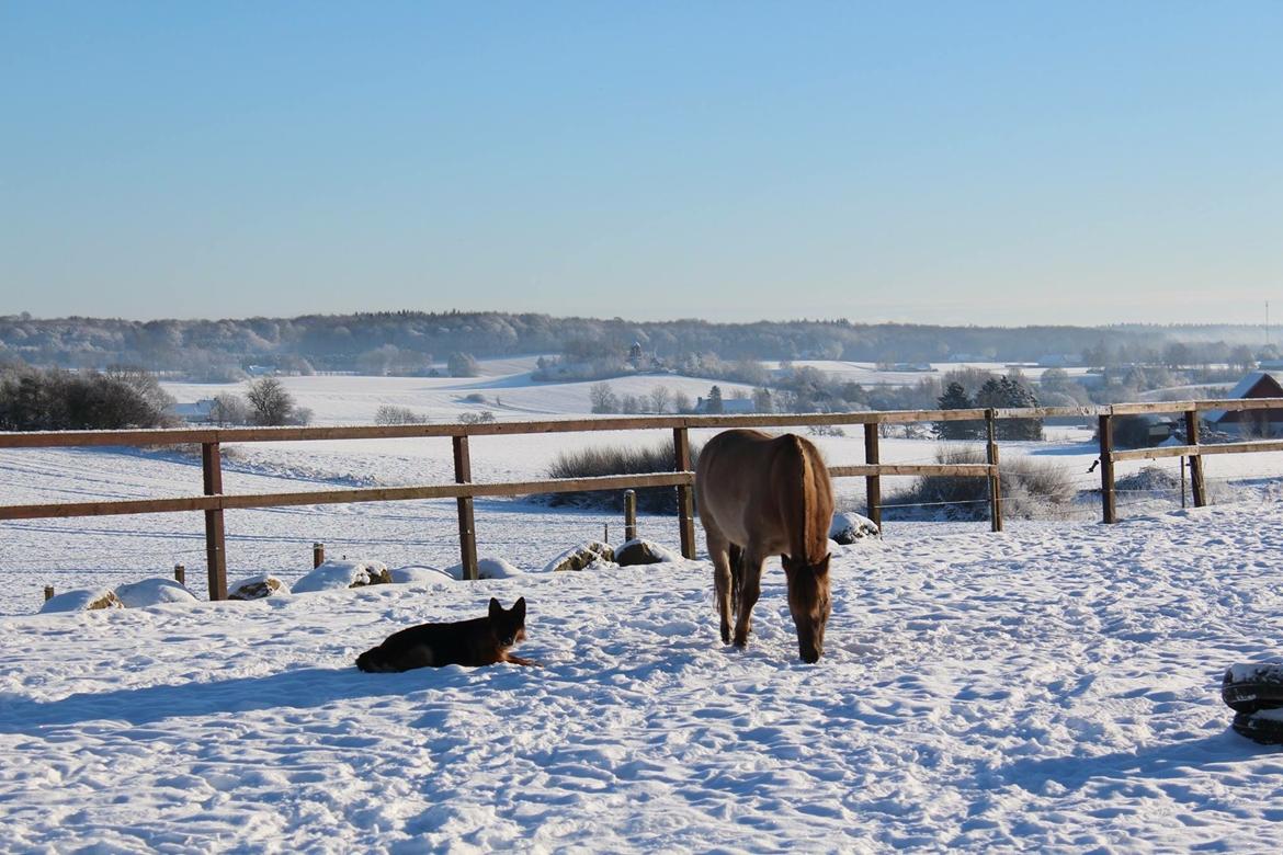 Anden særlig race Stald ax golden extreem billede 3