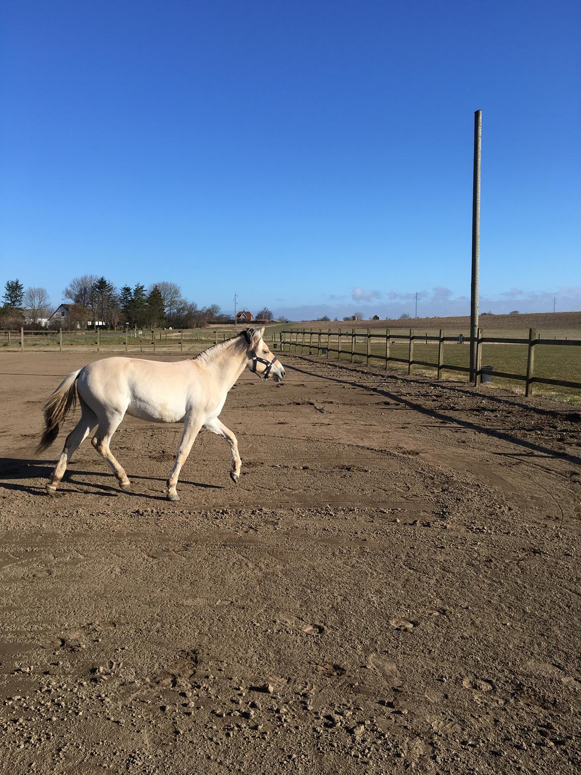Fjordhest Ørvads aika billede 13